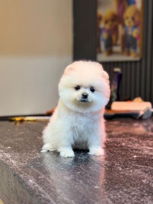 POMERANİAN YAVRU KÖPEĞİMİZ