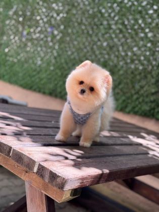 POMERANİAN YAVRU KÖPEĞİMİZ