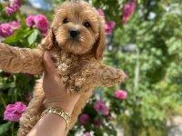 TOY POODLE YAVRU KÖPEĞİMİZ