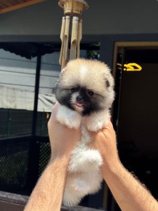 POMERANİAN YAVRU KÖPEKLER