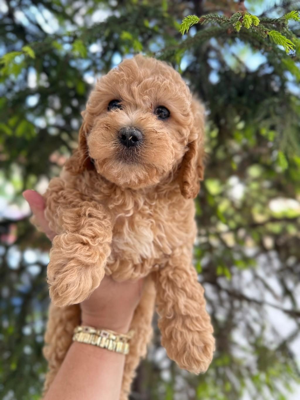 TOY POODLE YAVRU KÖPEĞİMİZ