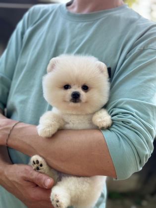 POMERANİAN BEBEK