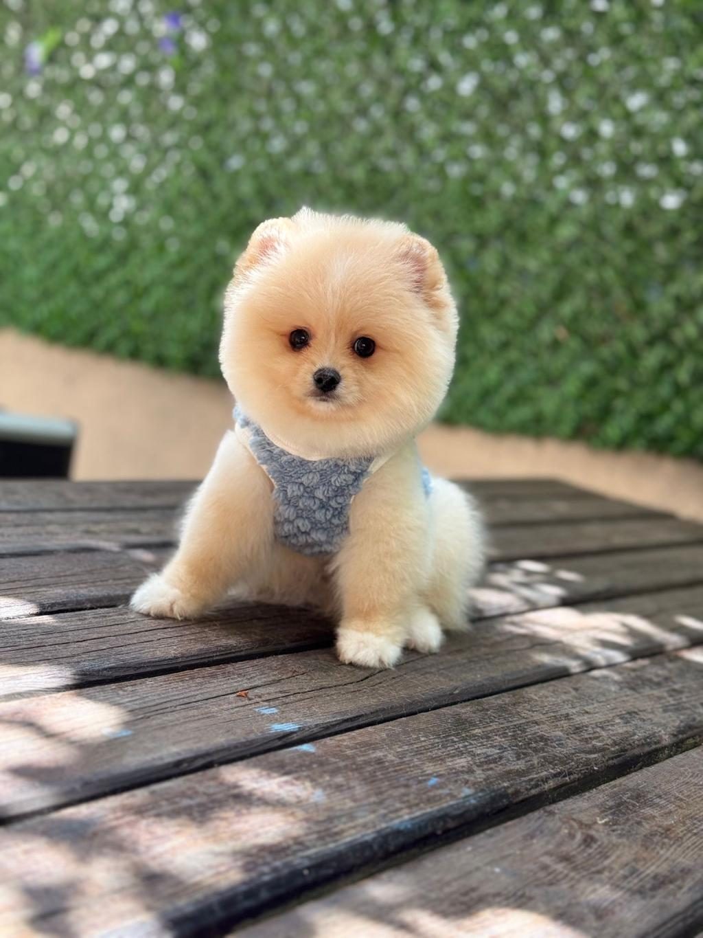 POMERANİAN YAVRU KÖPEĞİMİZ