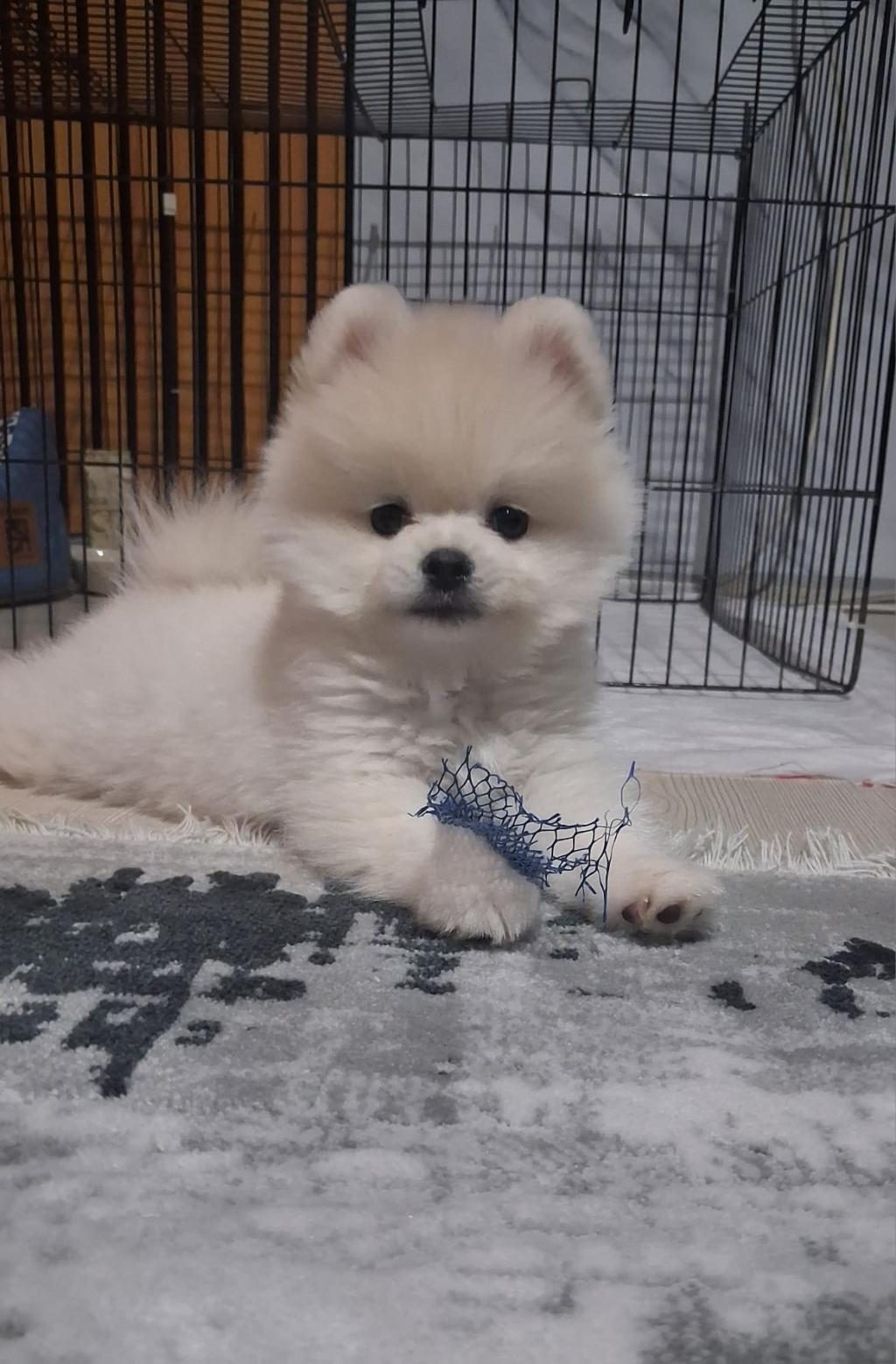 SHOW KALİTE POMERANİAN BOO ERKEK YAVRU
