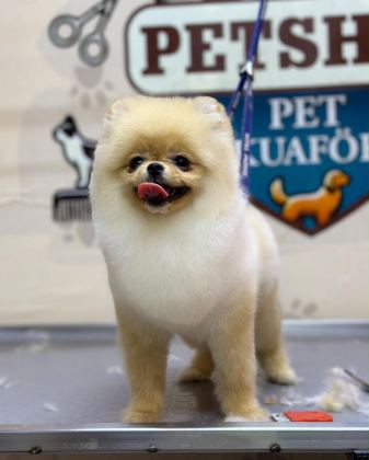 POMERANİAN 6 AYLIK DİŞİ