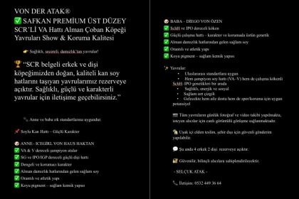 ÜST DÜZEY ALMAN ÇOBAN KÖPEĞİ YAVRULARI