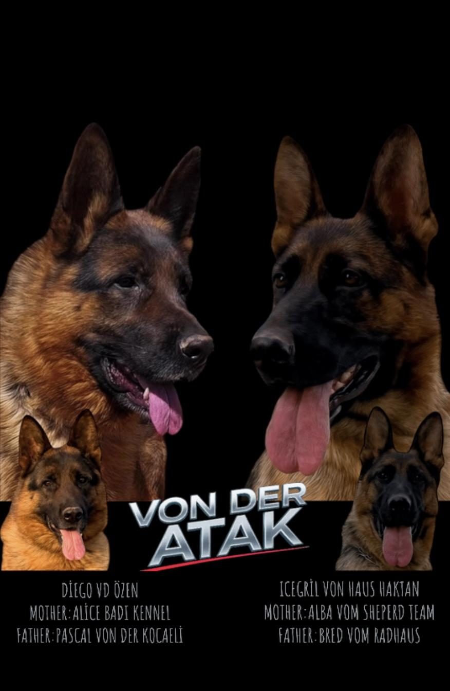 ÜST DÜZEY ALMAN ÇOBAN KÖPEĞİ YAVRULARI