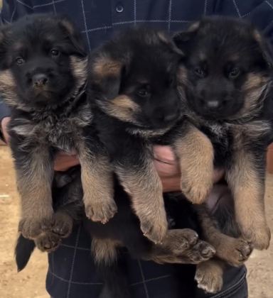 ÜST DÜZEY ALMAN ÇOBAN KÖPEĞİ YAVRULARI