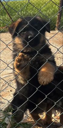 ÜST DÜZEY ALMAN ÇOBAN KÖPEĞİ YAVRULARI