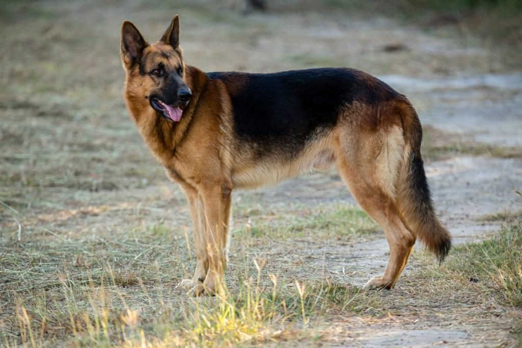 DİŞİ ALMAN KURDU