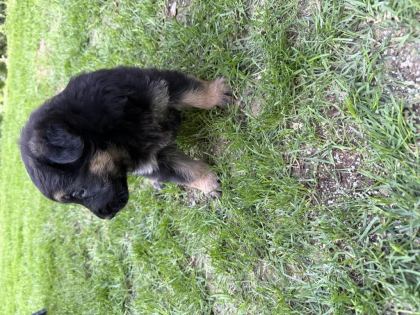 ŞECERELİ BLACK SOLİD ALMAN KURDU YAVRULARI