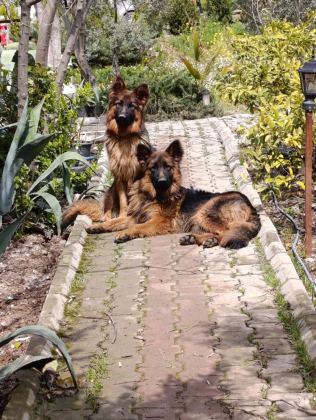 K9 ALMAN KURDU SAF KAN