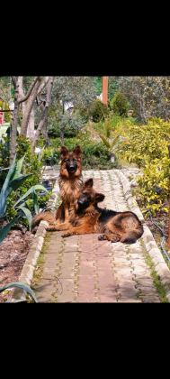K9 ALMAN KURDU SAF KAN