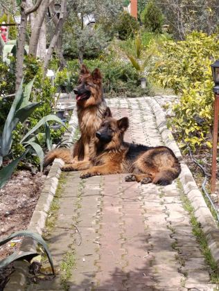 K9 ALMAN KURDU SAF KAN