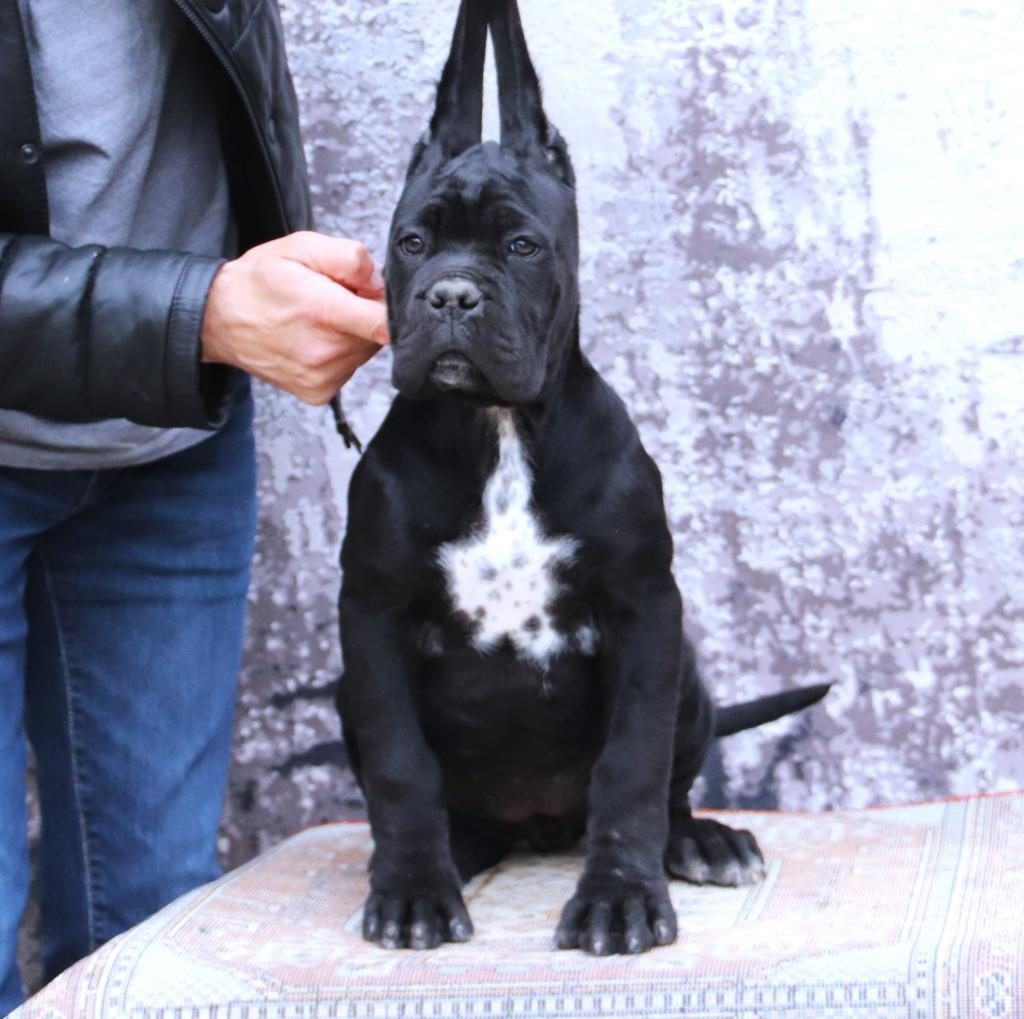 FCI-KIF ŞECERELİ SAFKAN CANE CORSO YAVRULAR