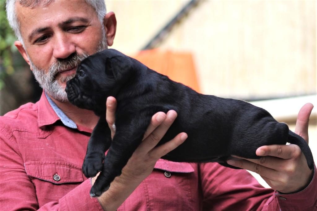 FCI-KIF SECERELİ SAFKAN CANE CORSO YAVRULAR