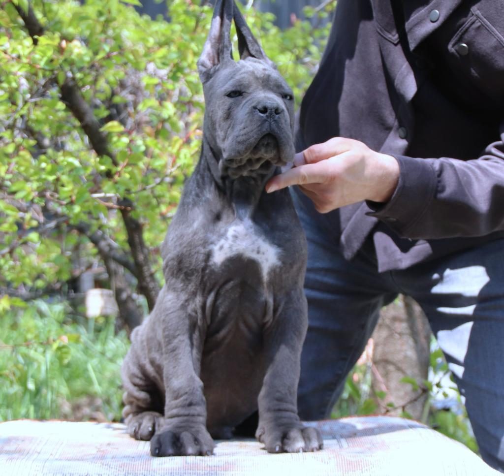 FCI-KIF SECERELİ SAFKAN CANE CORSO YAVRULAR