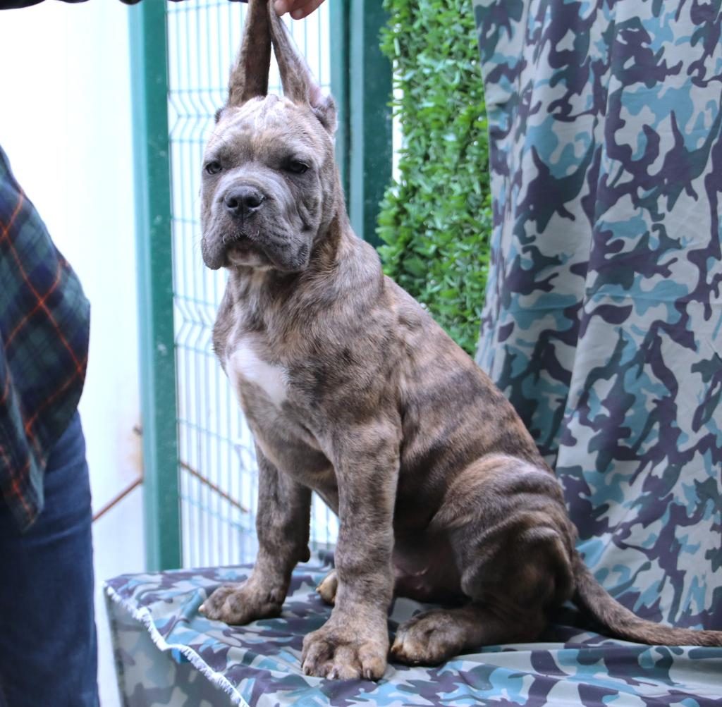 FCI-KIF SECERELİ SAFKAN CANE CORSO KÖPEKLERİ