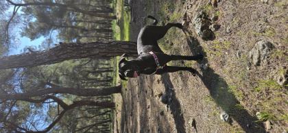 1 YAŞINDA SAFKAN CANE CORSO