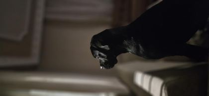 1 YAŞINDA SAFKAN CANE CORSO