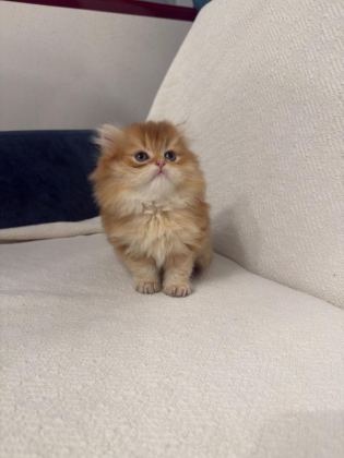 GOLDEN BRİTİSH LONGHAİR