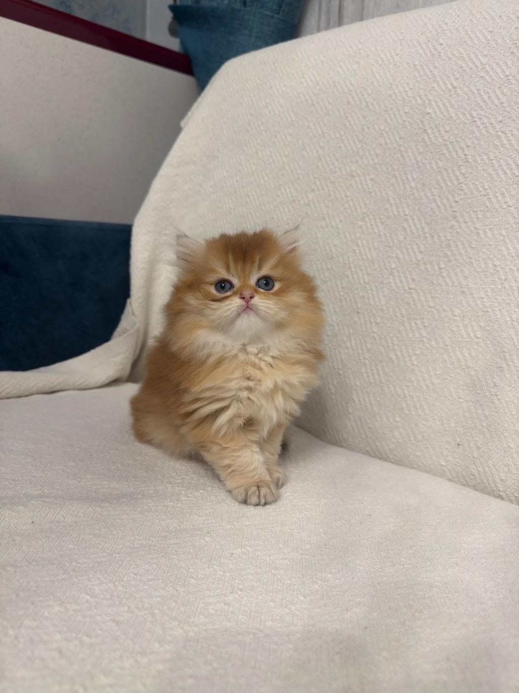 GOLDEN BRİTİSH LONGHAİR
