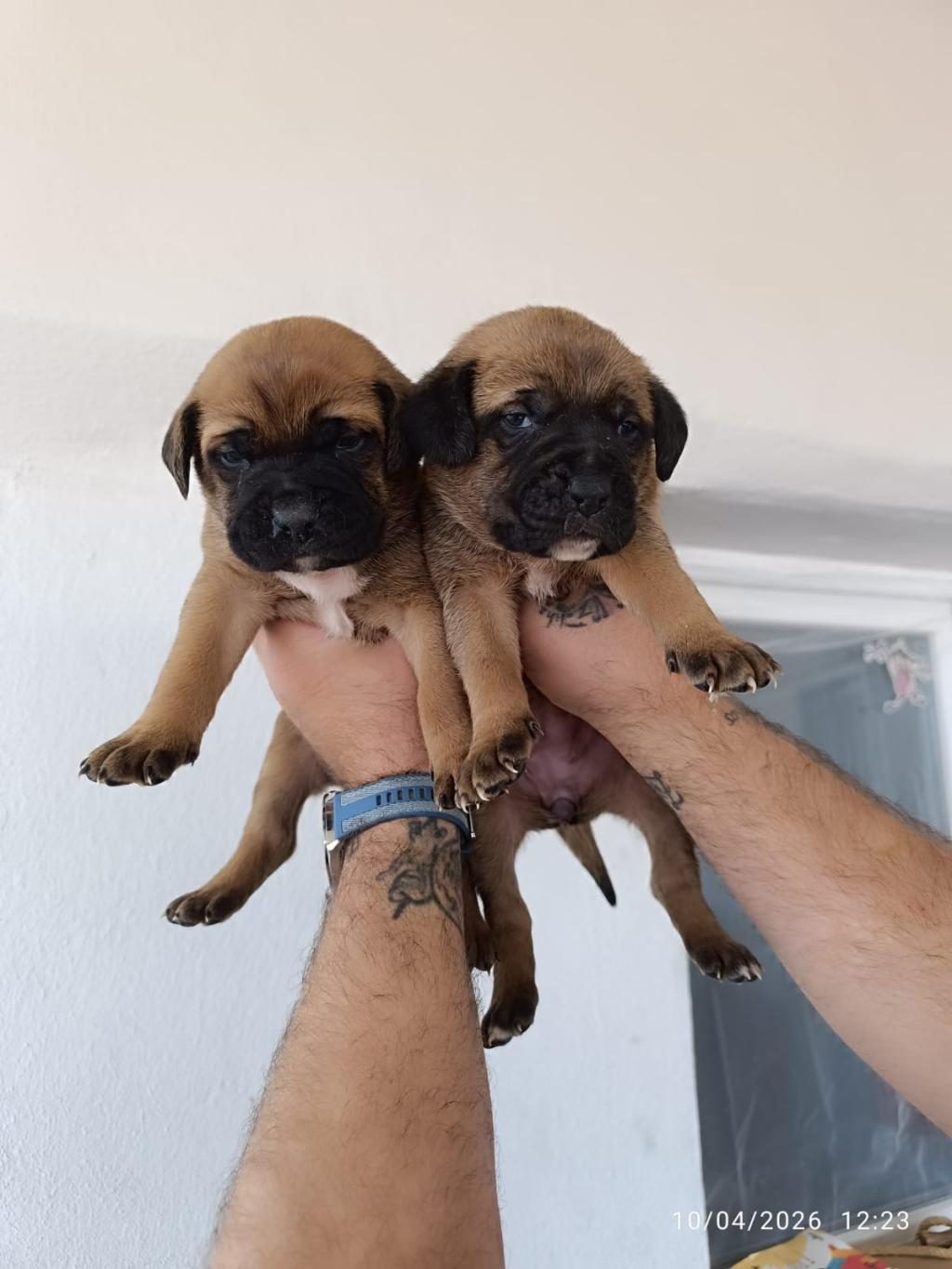 CANE CORSO BEBEKLER