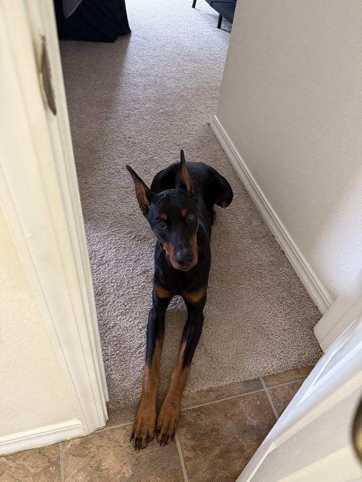 SHOW KALİTE DOBERMAN ESTEİKLİ