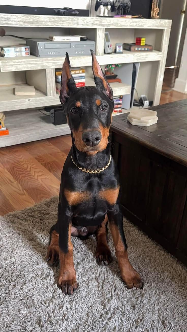 ESTETİKLİ A KALİTE SHOW LİNE DOBERMAN