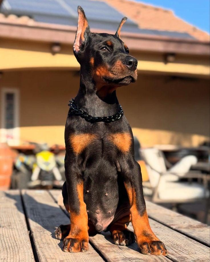 KALİTELİ ORİJİNAL KAN HATTI ESTETİKLİ DOBERMAN