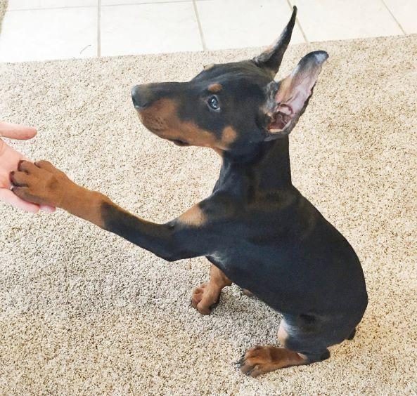İSTEĞE ÖZEL ESTETİKLİ A KALİTE DOBERMAN