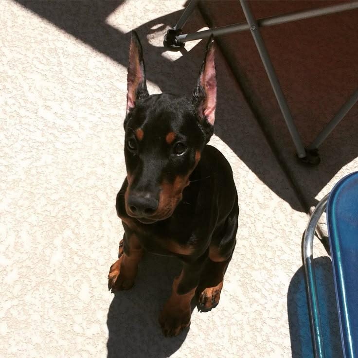 KALİTELİ ORİJİNAL KAN HATTI ESTETİKLİ DOBERMAN
