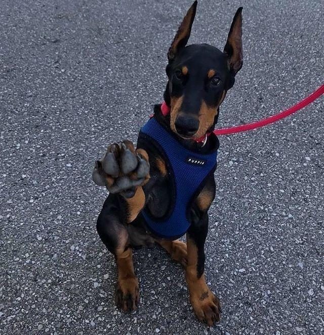 SAĞLIK VE IRK GARANTİLİ DOBERMAN KÖPEKLER