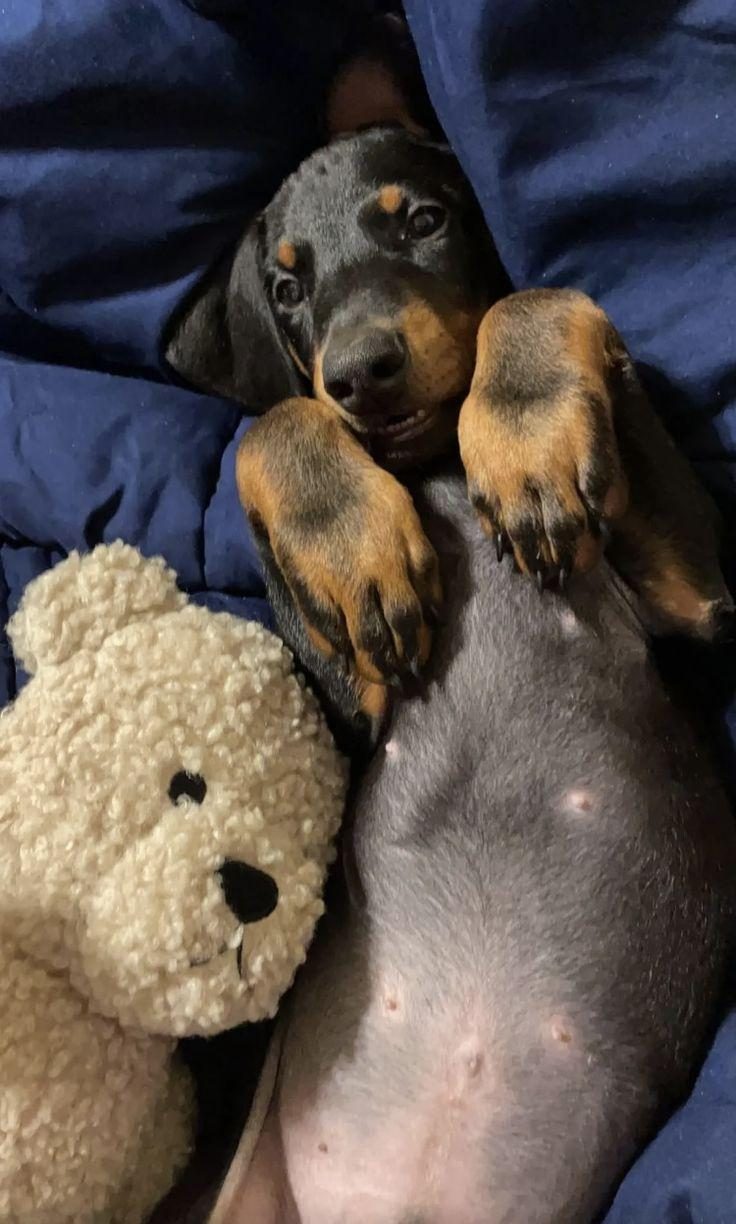 KALİTELİ ORİJİNAL KAN HATTI ESTETİKLİ DOBERMAN
