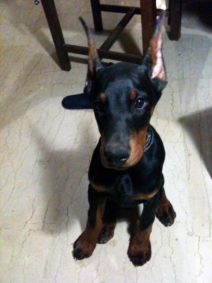 SHOW KALİTE DOBERMAN ESTETİKLİ