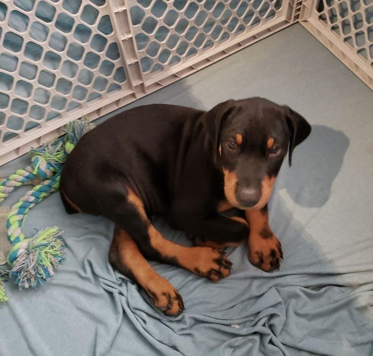 İSTEĞE ÖZEL ESTETİKLİ A KALİTE DOBERMAN