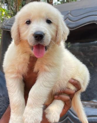 IZİN BELGELİ ÜRETİM ÇİFTLİĞİNDEN GOLDEN RETRİEVER KAPIDA ÖDE