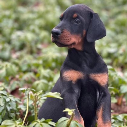 İZİN BELGELİ ÜRETİM ÇİFTLİĞİNDEN DOBERMAN KAPIDA ÖDE