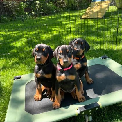EV ORTAMINDA YETİŞTİRİLMİŞ DOBERMAN YAVRULARIMIZ