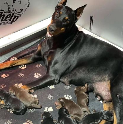 İZİN BELGELİ ÜRETİM ÇİFTLİĞİNDEN DOBERMAN KAPIDA ÖDE