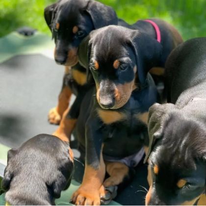 EV ORTAMINDA YETİŞTİRİLMİŞ DOBERMAN YAVRULARIMIZ