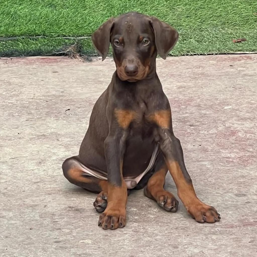 EV ORTAMINDA YETİŞTİRİLMİŞ DOBERMAN YAVRULARIMIZ