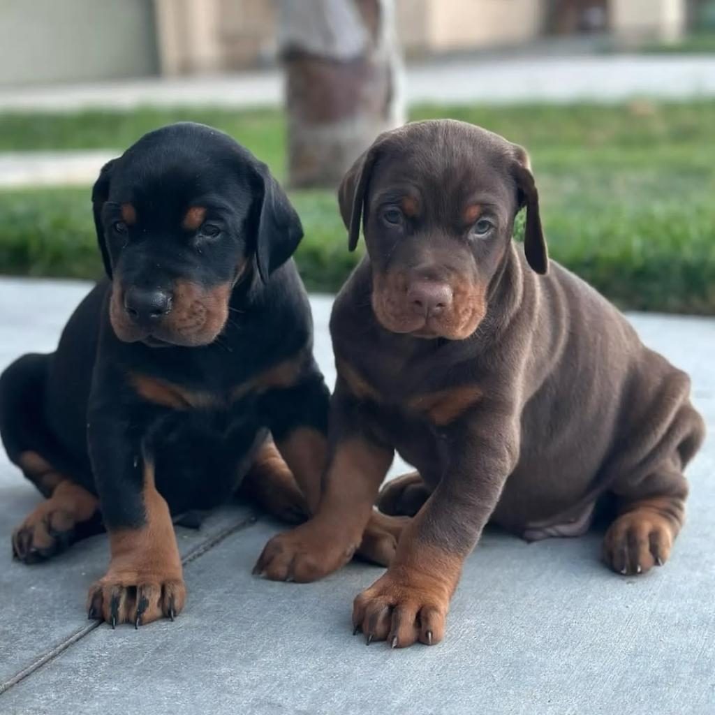 İZİN BELGELİ ÜRETİM ÇİFTLİĞİNDEN DOBERMAN KAPIDA ÖDE
