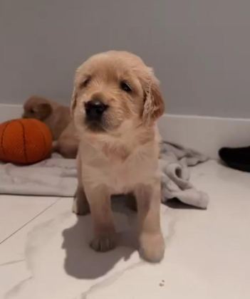 IZİN BELGELİ ÜRETİM ÇİFTLİĞİNDEN GOLDEN RETRİEVER KAPIDA ÖDE