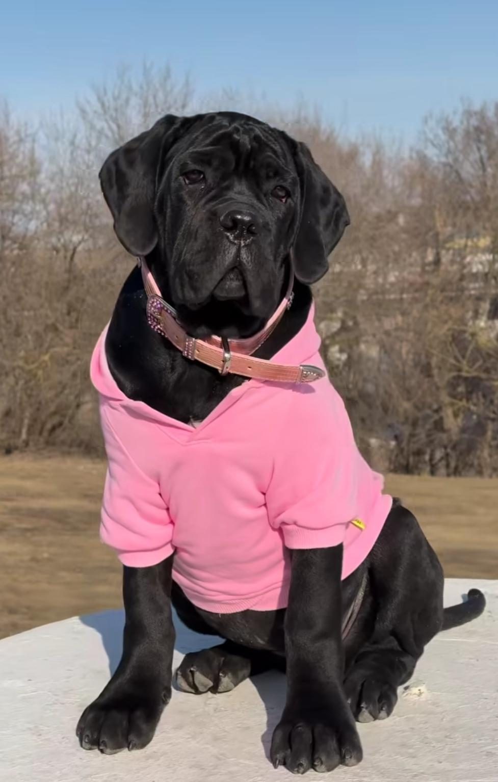 TÜRKİYENİN EN GÜVENİLİR ÇİFTLİĞİNDEN CANE CORSO BEBEKLER