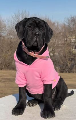 TÜRKİYENİN EN GÜVENİLİR ÇİFTLİĞİNDEN CANE CORSO BEBEKLER