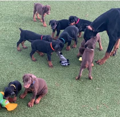 EV ORTAMINDA YETİŞTİRİLMİŞ DOBERMAN YAVRULARIMIZ
