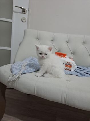 SCOTTİSH FOLD SON YAVRULARIMIZ