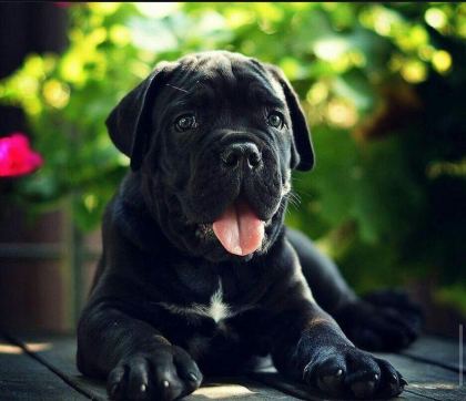 ASİL CANE CORSO YAVRULAR