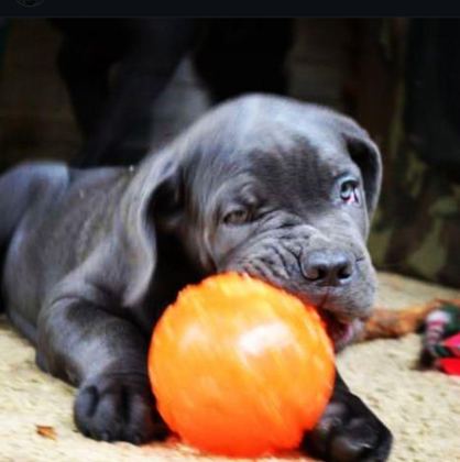 ASİL CANE CORSO YAVRULAR